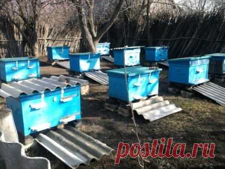 Подготовка пчел и ульев к зимовке - опыт пчеловода