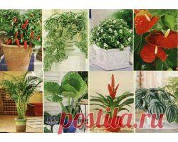 Самые полезные комнатные растения
В воздухе квартир и офисов находится огромное количество микроорганизмов и вредных веществ. Мы дышим лаками, красками, испарениями мебели и работающей техники, никотином, пластиком и тому подобными вещами. Исправить эту ситуацию помогут полезные комнатные растения.
Они украсят интерьер и привнесут частичку природы, с ними вы будете наслаждаться чистым ароматным воздухом. Благодаря им, осенние депрессии и надвигающиеся простуды не смогут проникнуть к вам в дом.