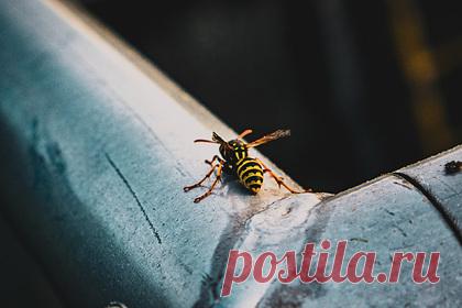 Перенесшая коронавирус 10-летняя россиянка умерла после двойного укуса ос. Возле деревни Грызлово подмосковного Серпухова, куда приехали несколько семей с детьми, от укуса ос умерла 10-летняя девочка. Недавно она перенесла коронавирус. Ребенок получил два укуса с разницей в несколько часов. Школьница начала жаловаться на головную боль, а после того, как выпила таблетку, пошла спать.