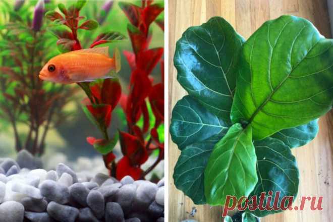 როგორ გავაცოცხლოთ ყველაზე უიმედო ოთახის მცენარე - ALL TIME