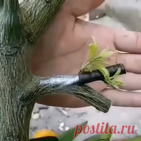 А вот так можно прививать деревья