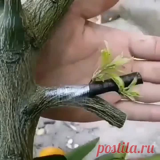 А вот так можно прививать деревья