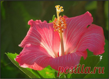 Google+