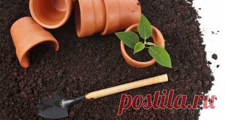 Необычная питательная добавка в грунт для комнатных цветов | Идеи для дома и окружения | Яндекс Дзен