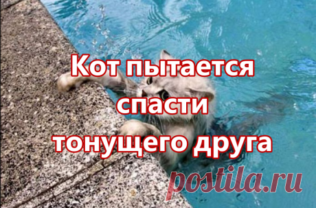Кот пытается спасти тонущего друга