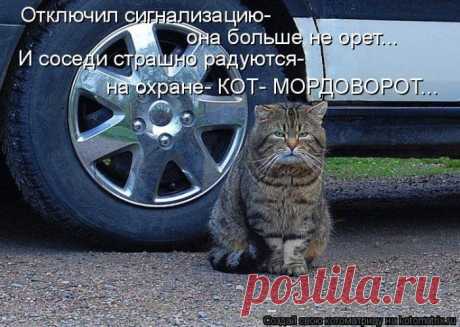 Да шоб вы всю жизнь себе лапшу в стаканчиках заваривали! Котоматрица.