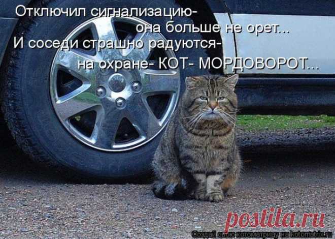 Да шоб вы всю жизнь себе лапшу в стаканчиках заваривали! Котоматрица.
