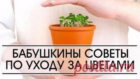 СОВЕТ 1 : 6 БАБУШКИНЫХ СОВЕТОВ ПО УХОДУ ЗА ЦВЕТАМИ

Совет 1.
Зимой и осенью цветы нужно поливать утром. Летом и весной – вечером.

Показать полностью…