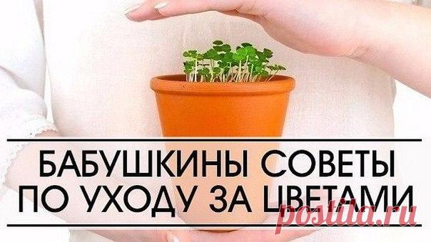 СОВЕТ 1 : 6 БАБУШКИНЫХ СОВЕТОВ ПО УХОДУ ЗА ЦВЕТАМИ

Совет 1.
Зимой и осенью цветы нужно поливать утром. Летом и весной – вечером.

Показать полностью…
