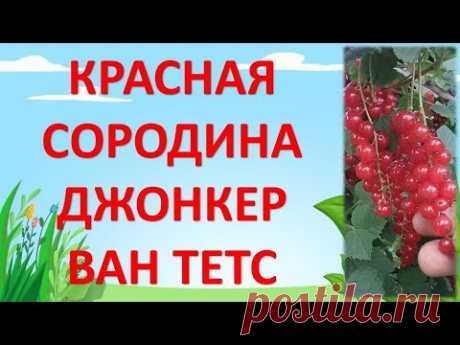 КРАСНАЯ СМОРОДИНА ДЖОНКЕР ВАН ТЕТС. ОБЗОР.