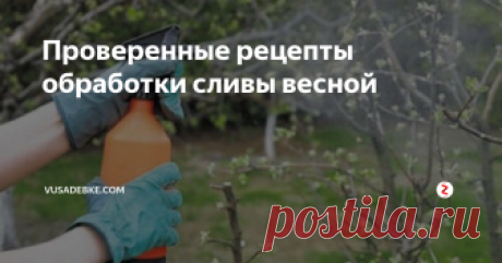 Проверенные рецепты обработки сливы весной  Слива, как и все плодовые деревья, нуждается в защите от вредителей и болезней. Для этого проводят обработки весной специальными средствами. Благодаря этим мерам слива дает высокий урожай вкусных ягод. Необходимо знать, когда и чем лучше обрабатывать деревья.
Весенние мероприятия по уходу за деревьями включают обрезку, полив, обработку против вредителей и болезней, побелку нижней части стволов, эт
