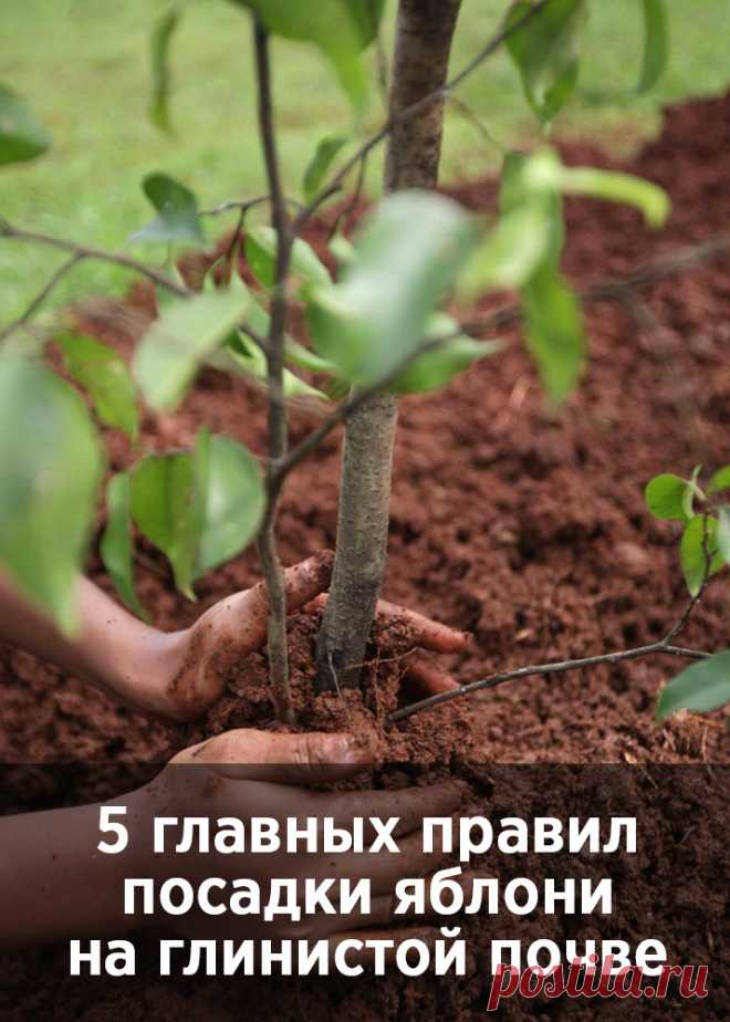 5 главных правил посадки яблони на глинистой почве
