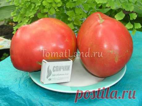 Томат Тяжеловес Сибири