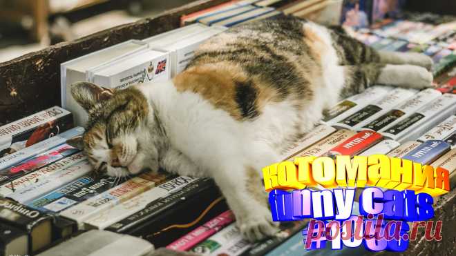 Вам нравится смотреть смешные видео про кошек? Тогда мы уверены, Вам понравится наше видео 😍. Также на котомании Вас ждут: видео кот,видео кота,видео коте,видео котов,видео кошек,видео кошка,видео кошки,видео о котах, видео про, видео смешная кошка, и кошки, коты 2020, кошек, кошки 2020, приколы про животных до слез, прикольные кошки, про смешное кошку видео, смешно кошка, смешные видео про кошки, смешные котята