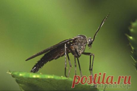 Боремся с грибным комариком