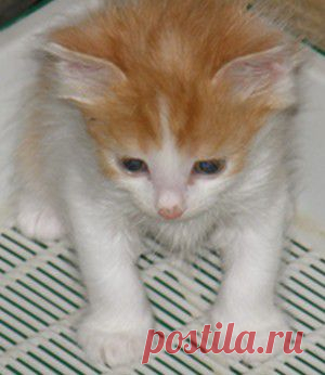 Как отучить кошку гадить?