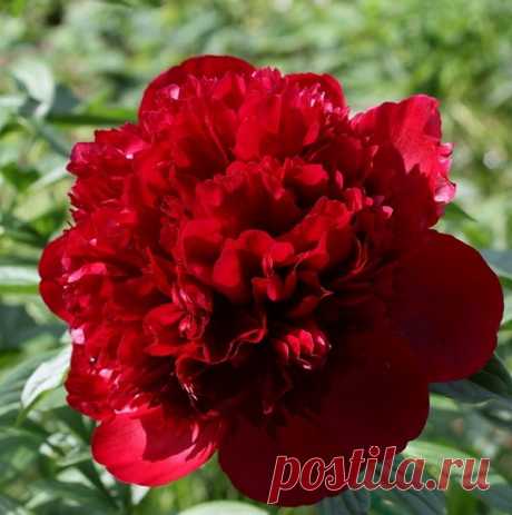 ***НЕПОВТОРИМЫЙ И ЧАРУЮЩИЙ МИР КРАСОТЫ-МИР ЦВЕТОВ***