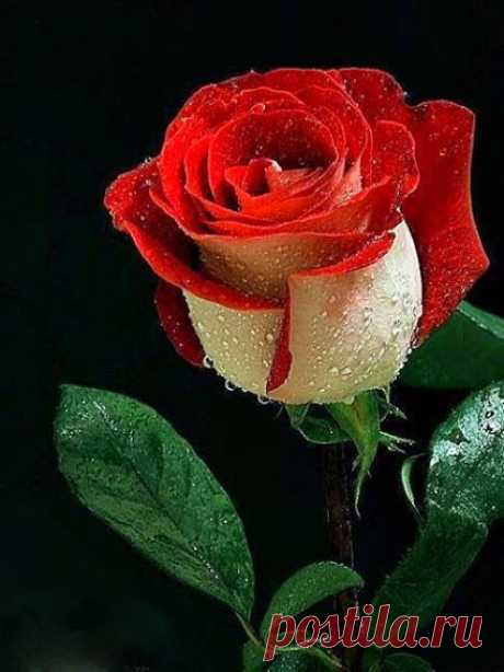 Denizden Gelen – Google+
