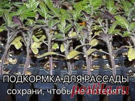 Рассаду помидоров поливают раствором йода для более быстрого роста (1 капля на три литра). После применения этого раствора рассада зацветёт быстрее, а плоды будут крупнее. 
 
Может йод защитить помидоры и от фитофторы. 
Для этого Вам понадобятся несколько капель йода и 250 грамм молока, смешайте их с 1 литром воды. Раствор - одна капля йода на три литра воды, этим йодным раствором надо один раз полить рассаду томатов. От этого увеличиться продуктивность и будут побольше пл...