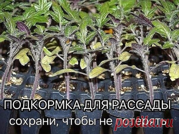 Рассаду помидоров поливают раствором йода для более быстрого роста (1 капля на три литра). После применения этого раствора рассада зацветёт быстрее, а плоды будут крупнее. 
 
Может йод защитить помидоры и от фитофторы. 
Для этого Вам понадобятся несколько капель йода и 250 грамм молока, смешайте их с 1 литром воды. Раствор - одна капля йода на три литра воды, этим йодным раствором надо один раз полить рассаду томатов. От этого увеличиться продуктивность и будут побольше пл...