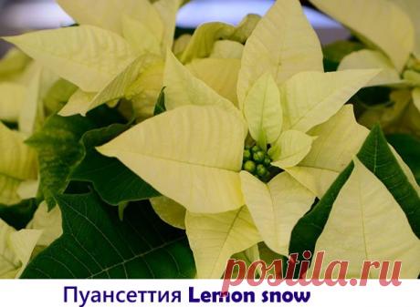 А какой сорт пуансеттии выращиваете дома вы?