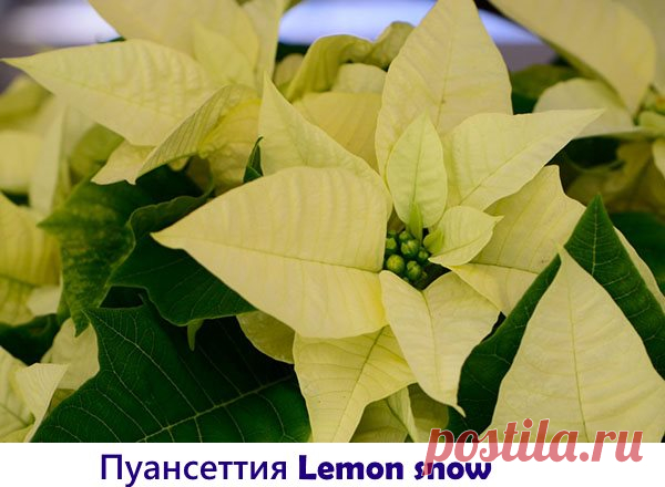 А какой сорт пуансеттии выращиваете дома вы?