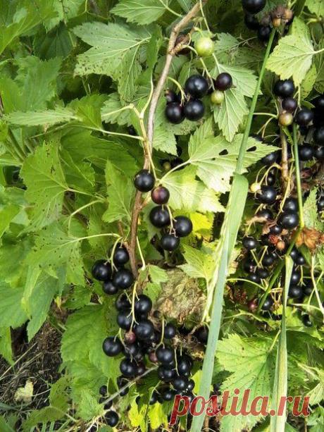 сообщение TATYSIY : Обрезка черной смородины. Мастер-класс (07:29 07-05-2014) [4031162/323719504] - natal_mih@list.ru - Почта Mail.Ru