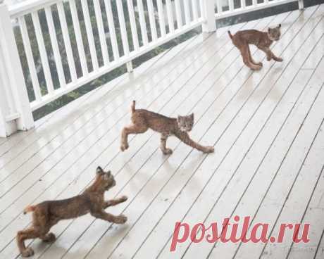 К жителю Аляски «пришел в гости» целый выводок рысей