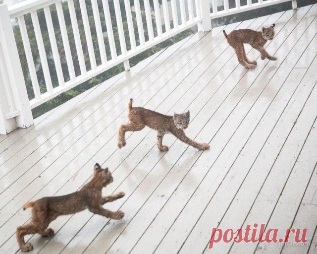 К жителю Аляски «пришел в гости» целый выводок рысей