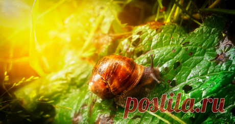 Лучшие фотографии живой природы от фотографа Ray Bilcliff