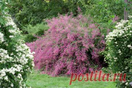 Леспедеция или леспедеца – фонтан цветов | 6 соток