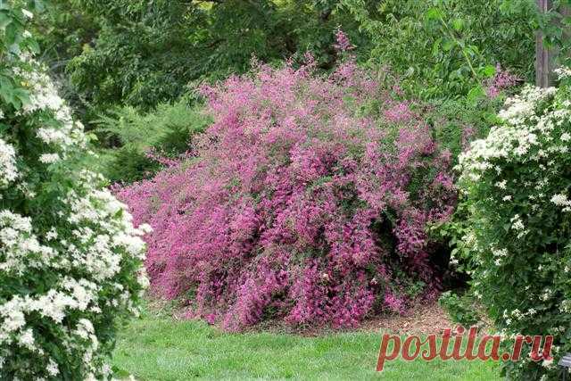 Леспедеция или леспедеца – фонтан цветов | 6 соток