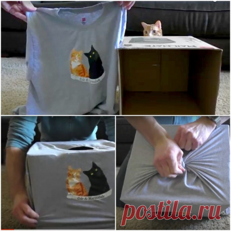 Кошачий домик за 5 минут. Коты прыгают туда без промедления
