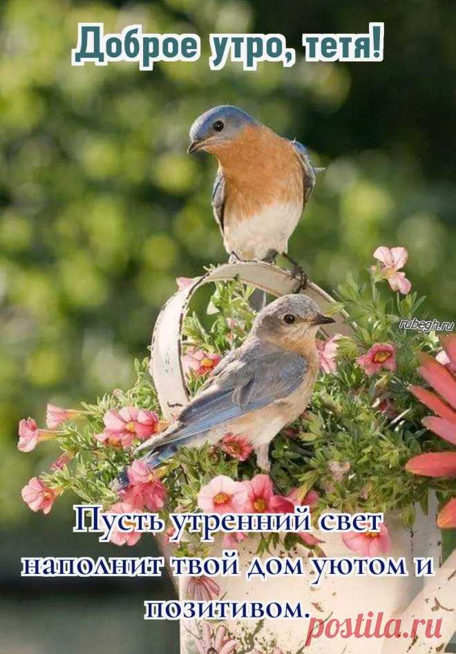 «Доброе утро тете!»