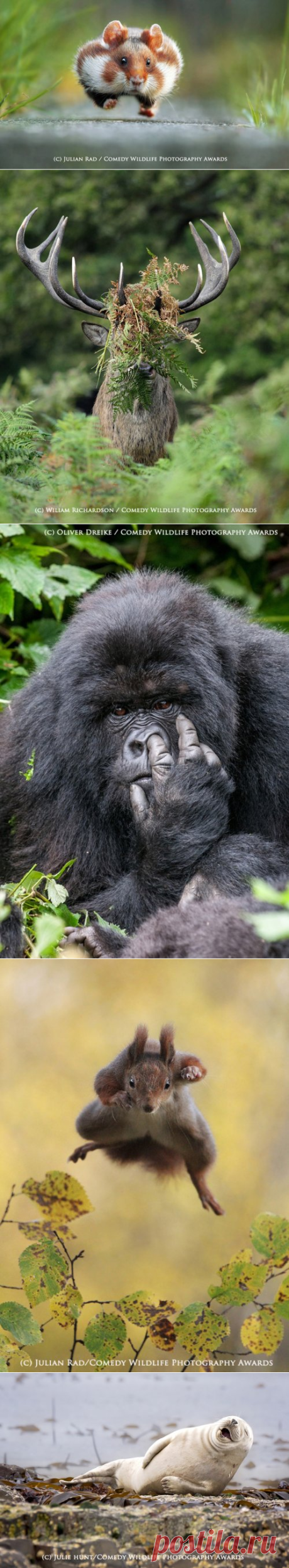 Победители фотоконкурса The Comedy Wildlife Photography Awards (13 фото)