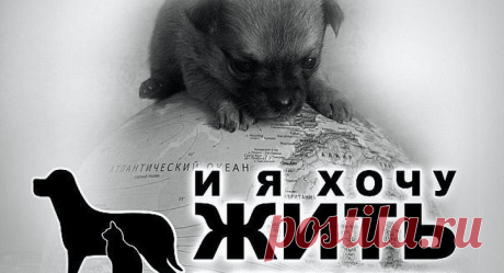 onedog