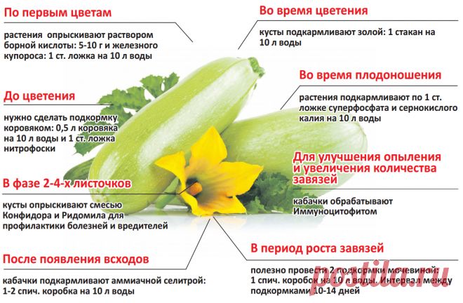 Уход за кабачками по этапам роста