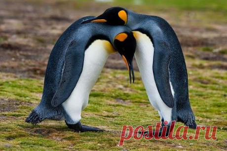 И всё-таки победила дружба.