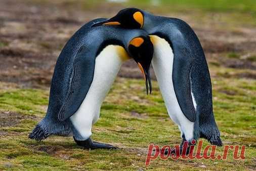 И всё-таки победила дружба.