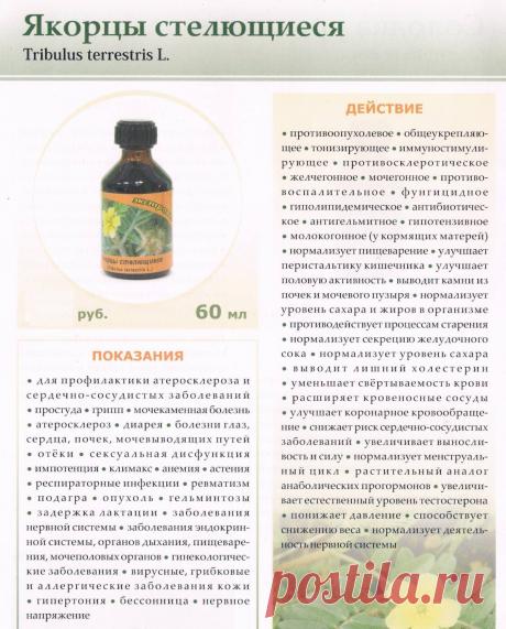 Якорцы стелющиеся (трибестан)