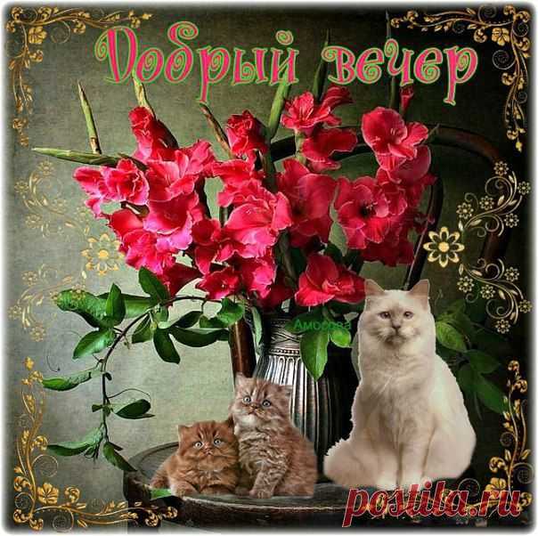 ╭დ╯СВЕТ ДУШИ╭დ╯