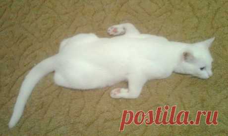 Без кота и жизнь не та