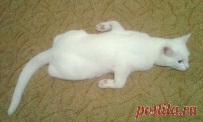 Без кота и жизнь не та