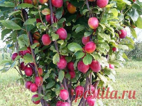 Колоновидные сливы Саженцы колоновидных слив хотя и дороговаты, но быстро окупаются уже в течение 3 лет. Цвести такой саженец начинает уже в первый год, а плодоносит уже на следующий, в течение 16-18 лет.