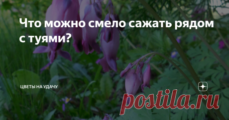 Что можно смело сажать рядом с туями? Имеются в виду туи не крохотные (такие у нас тоже есть), а туи большое. Даже огромные! Высотой минимум 4–5 м. Они у нас размножаются самосевом и все большие, кроме родоначальницы, выращены из семян.
Первое, что нормально растёт рядом с туями (в метре–полутора) – это хосты. Особенно в тени хосты с голубоватым оттенком листвы. Им ведь противопоказано прямое солнце. Туя притеняет. И последнюю влагу