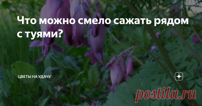 Что можно смело сажать рядом с туями? Имеются в виду туи не крохотные (такие у нас тоже есть), а туи большое. Даже огромные! Высотой минимум 4–5 м. Они у нас размножаются самосевом и все большие, кроме родоначальницы, выращены из семян.
Первое, что нормально растёт рядом с туями (в метре–полутора) – это хосты. Особенно в тени хосты с голубоватым оттенком листвы. Им ведь противопоказано прямое солнце. Туя притеняет. И последнюю влагу