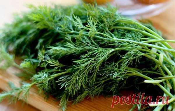 ХРАНЕНИЕ УКРОПА НА НЕСКОЛЬКО МЕСЯЦЕВ СВЕЖИМ БЕЗ ЗАМОРОЗКИ


Архивы Кулинария - Путь к истинной себе