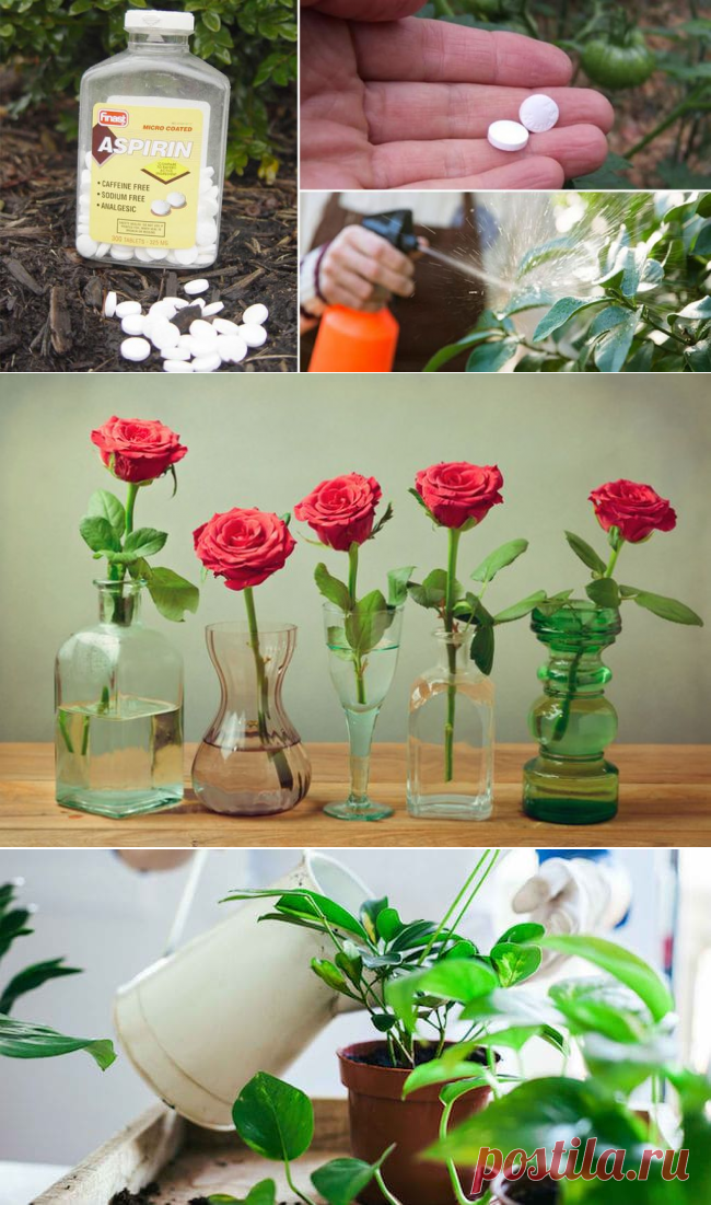 Аспирин для комнатных цветов: влияние на растения, дозировка | Женский журнал
