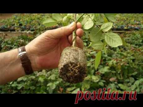 Черенкование роз после осенней обрезки.