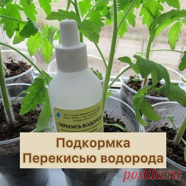 ✅ Рецепты для подкормки рассады 
☝🏻 ВАЖНО! Рабочий раствор нельзя замешивать в металлической таре. Используйте керамику, стекло или пластиковые бутылки. 
🍅🍅🍅Перекись водорода для рассады помидор 
 Томаты очень хорошо отзываются на подкормку перекисью. Проводят как корневые, так и внекорневые подкормки культуры. Для большего эффекта их лучше чередовать. Кратность обработок – 1 раз в 14 дней на протяжении всего роста рассады. 
💦 Рецепт приготовления рабочего раствора дл...